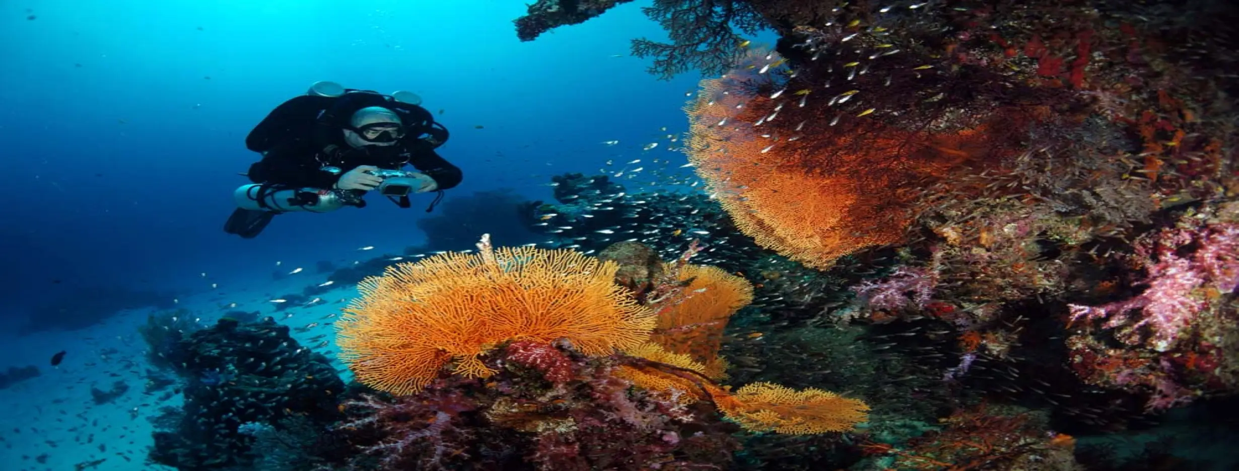 Image for Dahlak Archipelago Diving